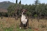 AMSTAFF ADULT 120